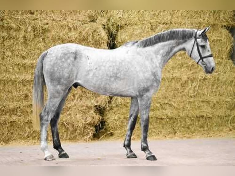 Holsteiner Wallach 5 Jahre 168 cm Schimmel in Bladel