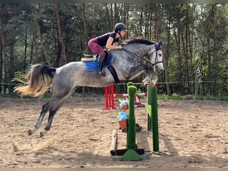 Holsteiner Wallach 5 Jahre 168 cm Schimmel in Mladá Boleslav