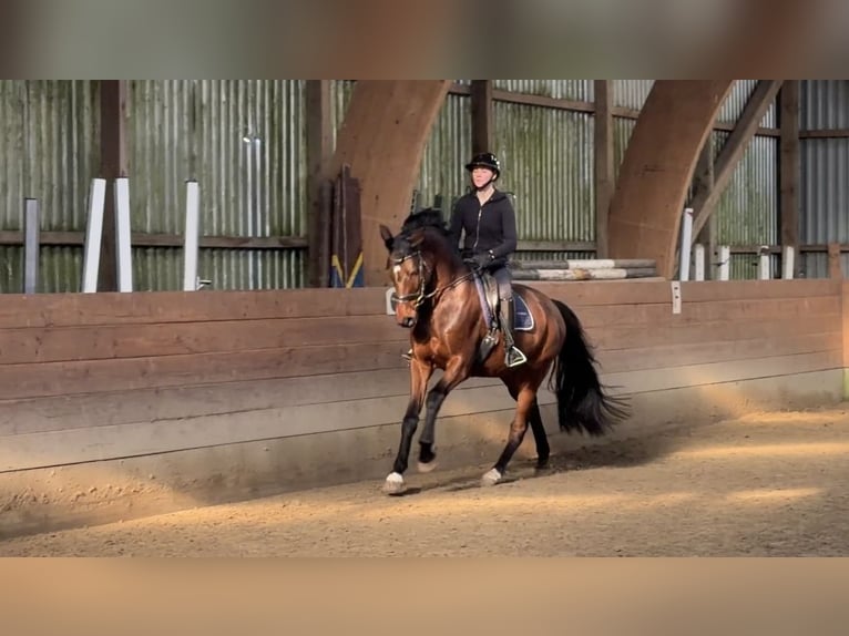 Holsteiner Wallach 5 Jahre 168 cm in Timmendorfer Strand