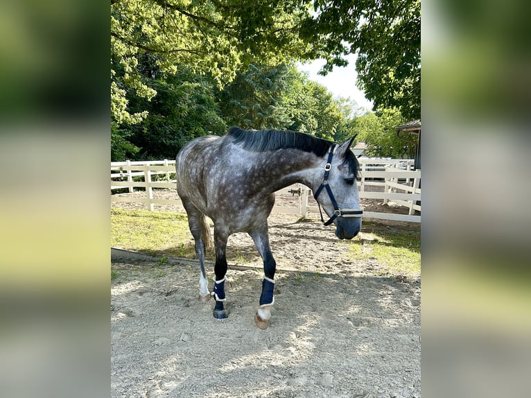 Holsteiner Wallach 5 Jahre 169 cm Apfelschimmel in Sinsheim