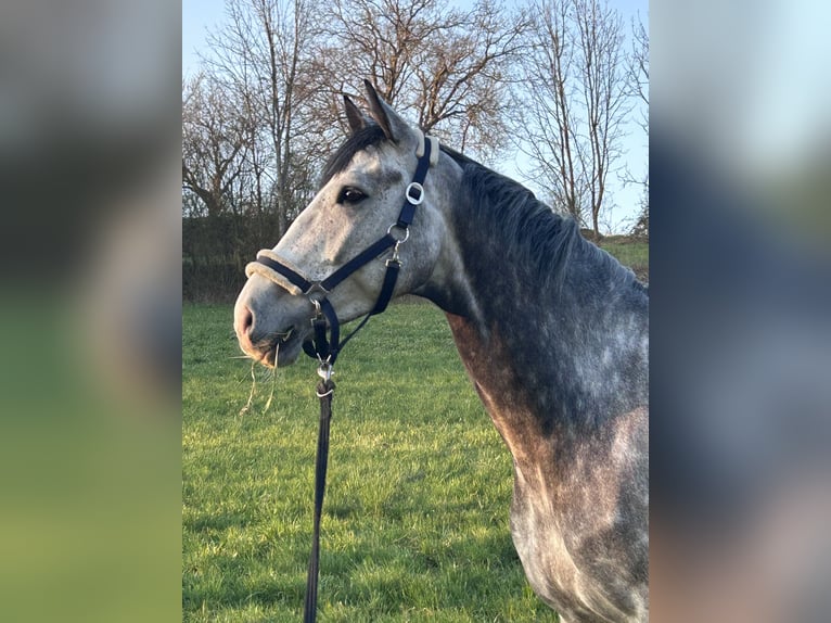 Holsteiner Wallach 5 Jahre 169 cm Apfelschimmel in Sinsheim