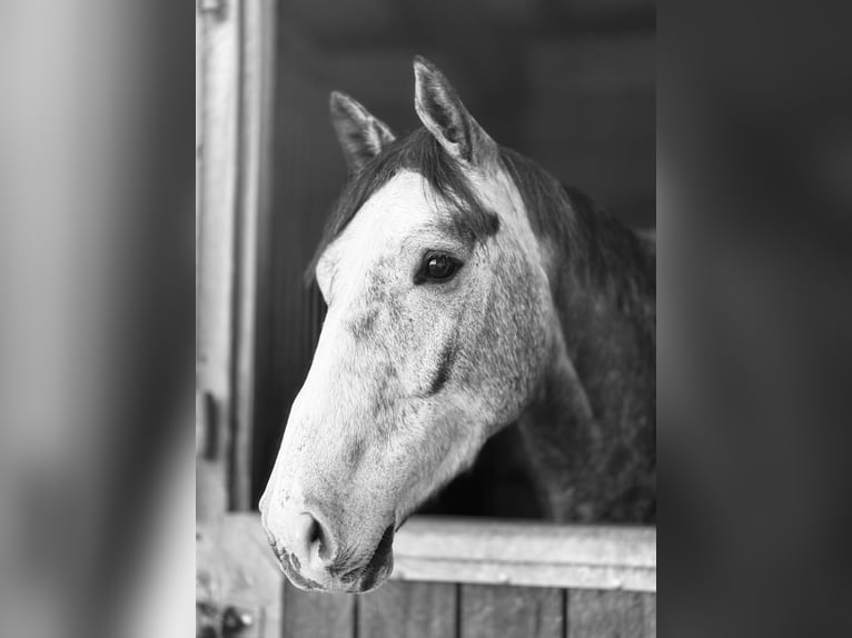 Holsteiner Wallach 5 Jahre 169 cm Apfelschimmel in Sinsheim