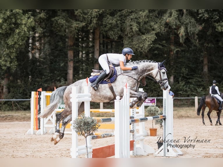 Holsteiner Wallach 5 Jahre 169 cm Apfelschimmel in Sinsheim