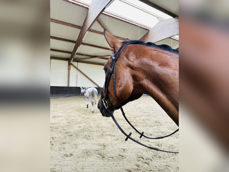 Holsteiner Wallach 5 Jahre 169 cm Brauner in Oststeinbek