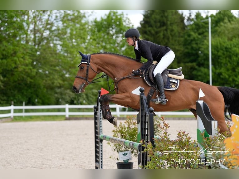 Holsteiner Wallach 5 Jahre 169 cm Brauner in Gerstetten