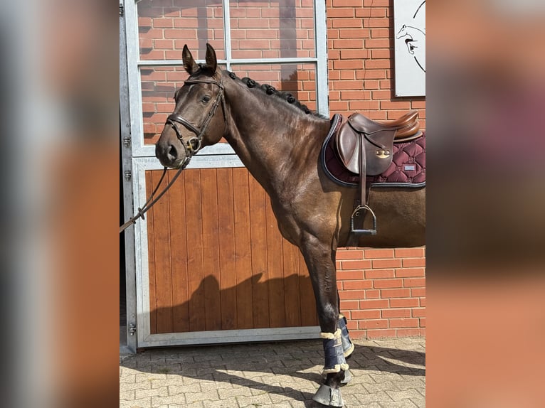 Holsteiner Wallach 5 Jahre 169 cm Dunkelbrauner in Einbeck