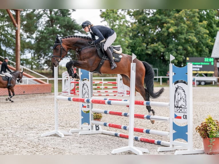 Holsteiner Wallach 5 Jahre 169 cm Dunkelfuchs in Zduchovice