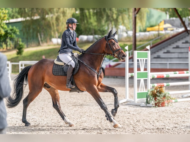 Holsteiner Wallach 5 Jahre 169 cm Dunkelfuchs in Zduchovice