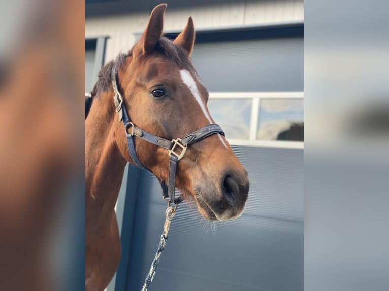 Holsteiner Wallach 5 Jahre 169 cm Fuchs in Weesby