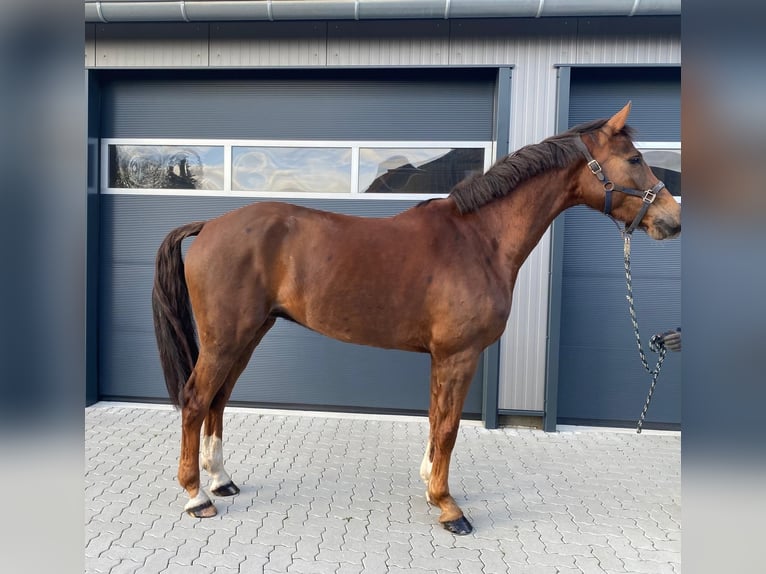 Holsteiner Wallach 5 Jahre 169 cm Fuchs in Weesby