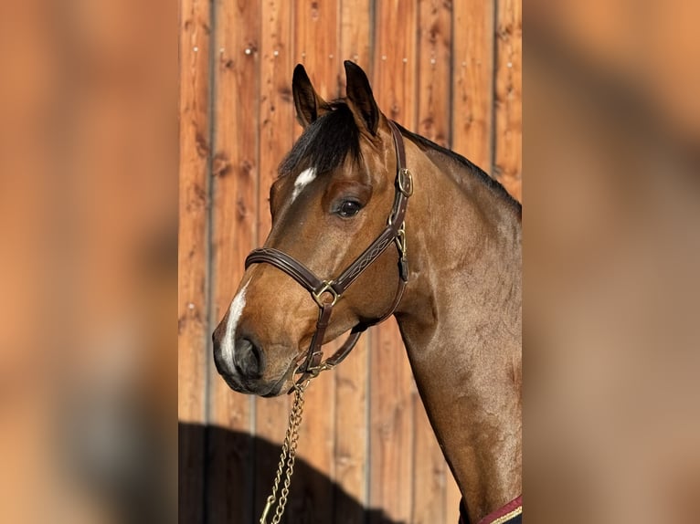 Holsteiner Wallach 5 Jahre 169 cm Hellbrauner in Erharting