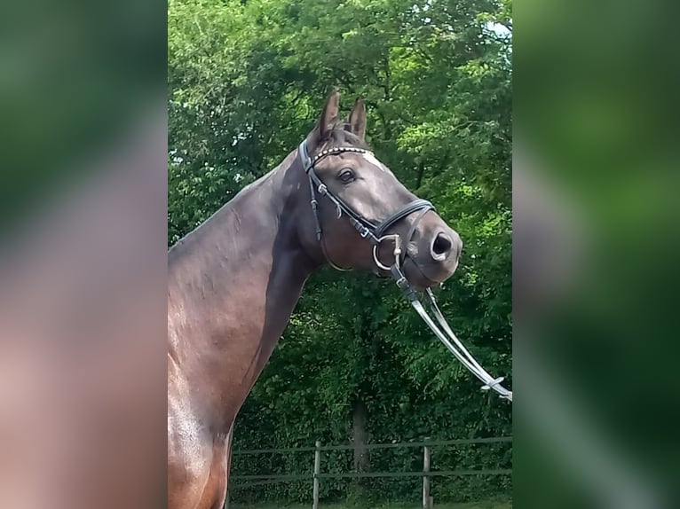 Holsteiner Wallach 5 Jahre 169 cm Rappe in Gaushorn