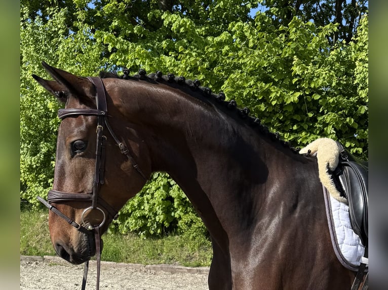 Holsteiner Wallach 5 Jahre 170 cm Brauner in Süderhackstedt
