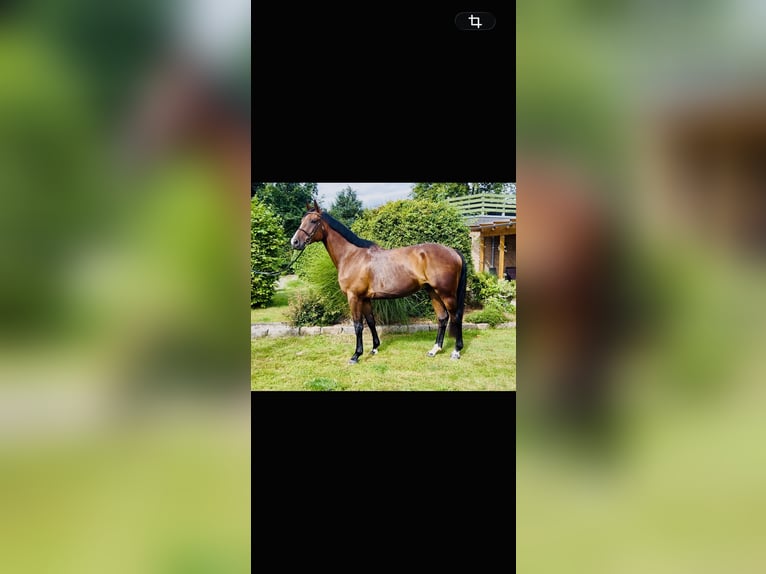 Holsteiner Wallach 5 Jahre 170 cm Brauner in Selk