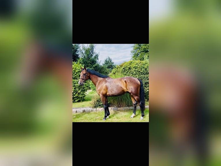 Holsteiner Wallach 5 Jahre 170 cm Brauner in Selk