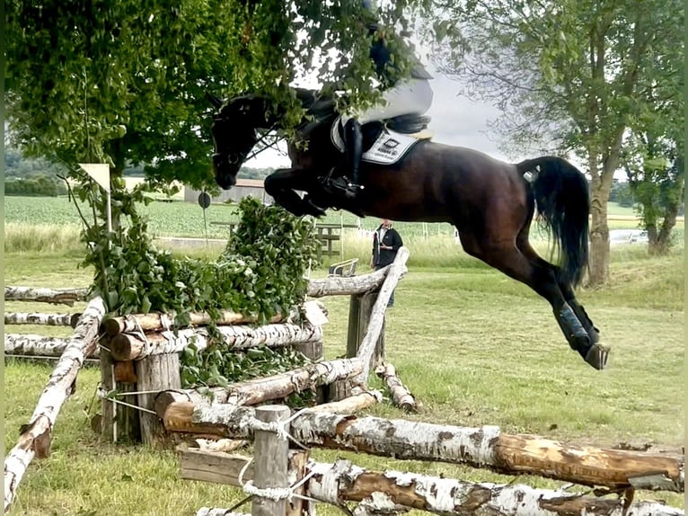 Holsteiner Wallach 5 Jahre 170 cm Brauner in Schenklengsfeld