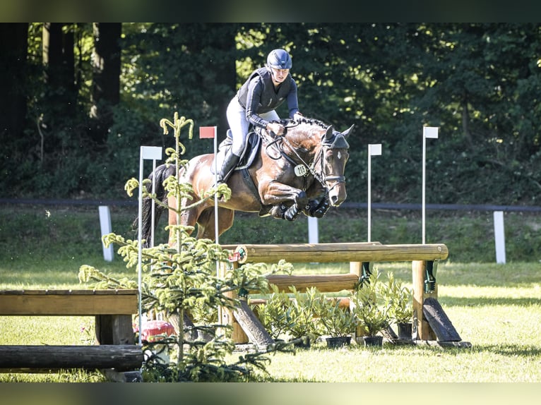 Holsteiner Wallach 5 Jahre 170 cm Brauner in Schenklengsfeld