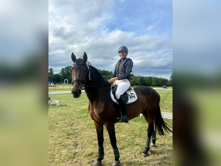 Holsteiner Wallach 5 Jahre 170 cm Brauner in Schenklengsfeld