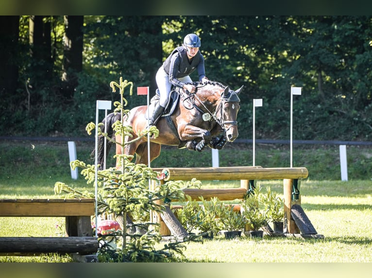 Holsteiner Wallach 5 Jahre 170 cm Dunkelbrauner in Ludwigsau