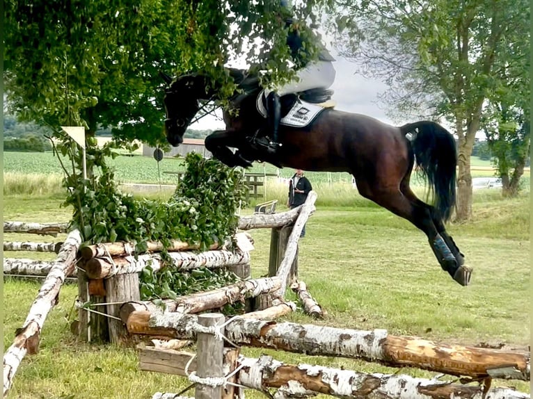 Holsteiner Wallach 5 Jahre 170 cm Dunkelbrauner in Ludwigsau