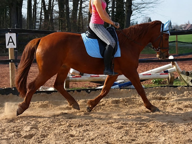 Holsteiner Wallach 5 Jahre 170 cm Fuchs in Minden