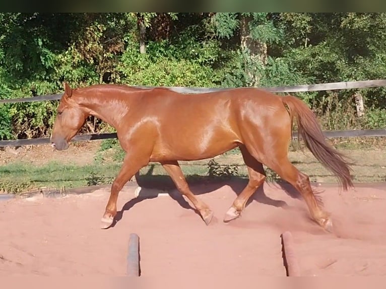 Holsteiner Wallach 5 Jahre 170 cm Fuchs in Minden