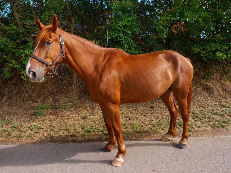 Holsteiner Wallach 5 Jahre 170 cm Fuchs in Minden