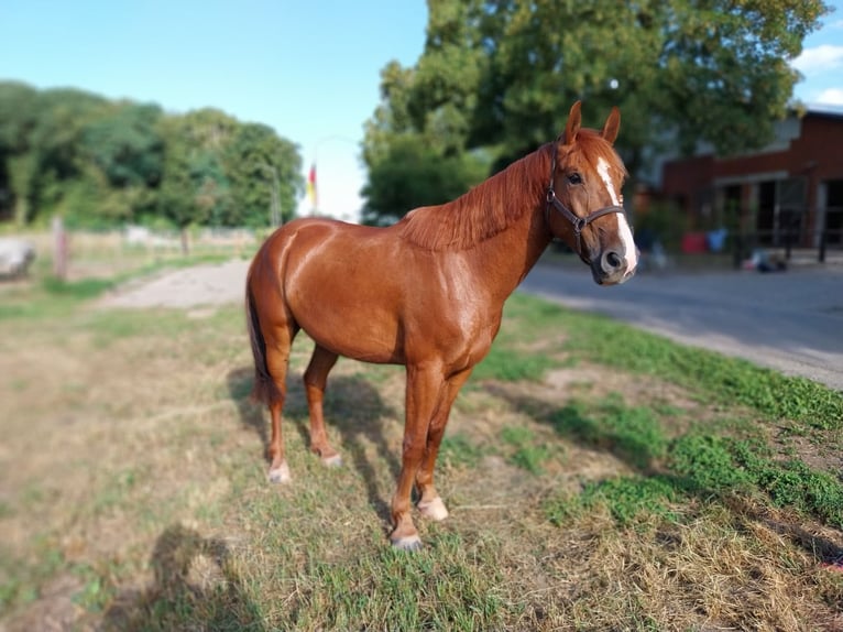Holsteiner Wallach 5 Jahre 170 cm Fuchs in Minden