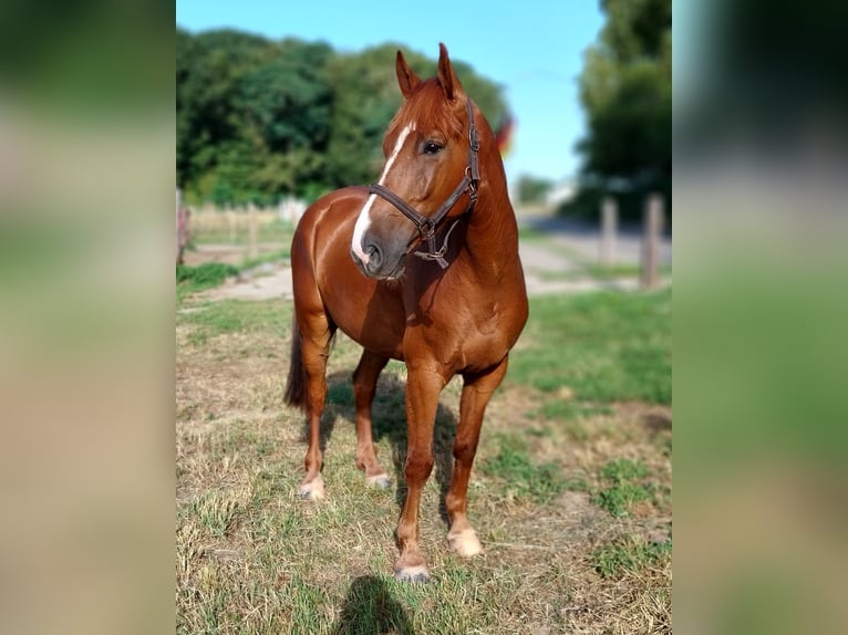 Holsteiner Wallach 5 Jahre 170 cm Fuchs in Minden