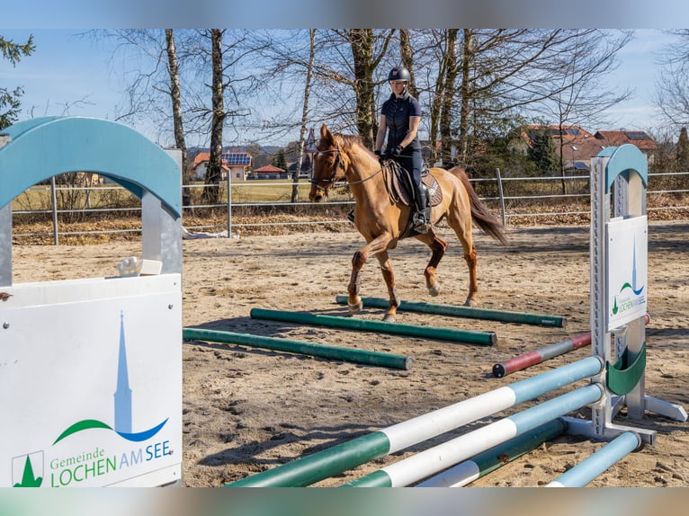 Holsteiner Wallach 5 Jahre 170 cm Fuchs in Lochen am See