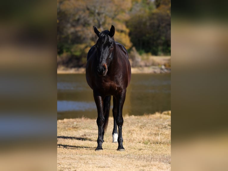 Holsteiner Wallach 5 Jahre 170 cm Rappe in Forney