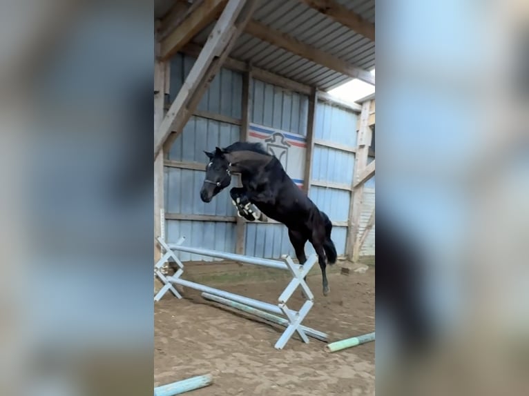 Holsteiner Wallach 5 Jahre 170 cm Rappe in Rieseby