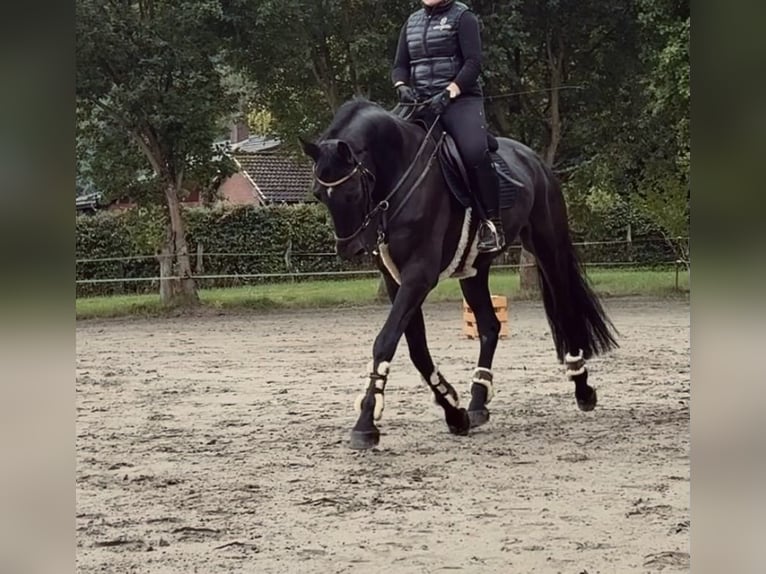 Holsteiner Wallach 5 Jahre 170 cm Rappe in Rieseby