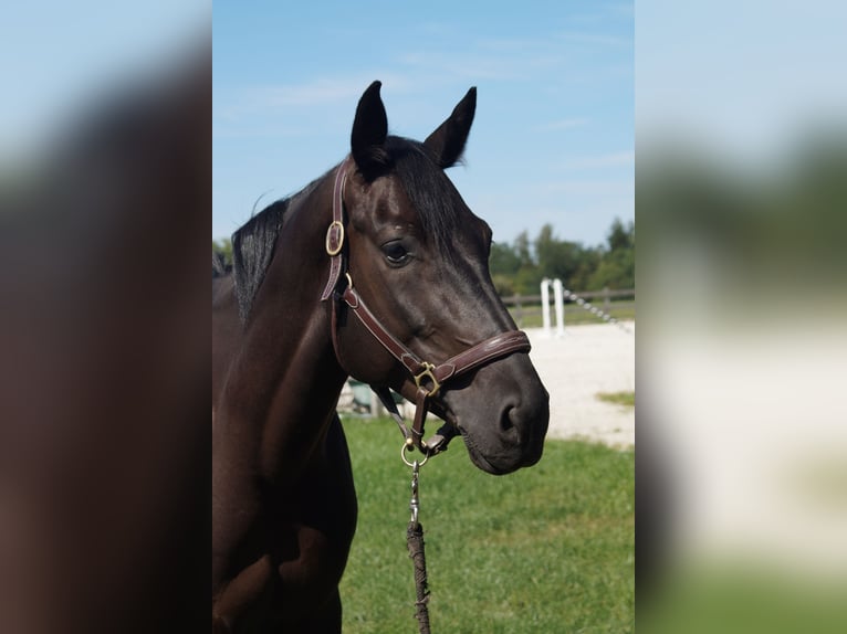 Holsteiner Wallach 5 Jahre 170 cm Rappe in Unterneukirchen