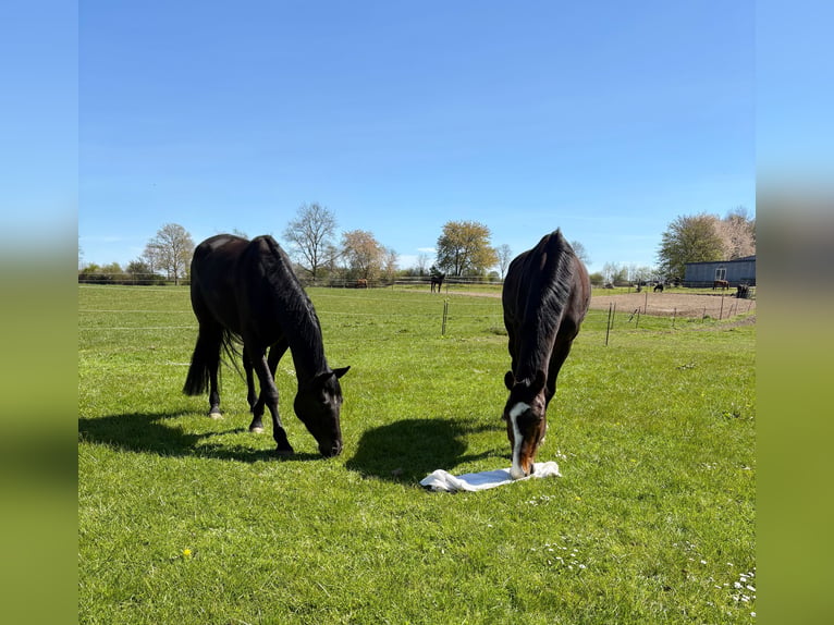 Holsteiner Wallach 5 Jahre 170 cm Rappe in Rieseby