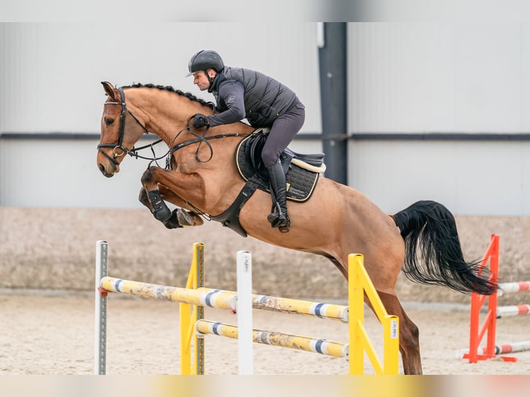 Holsteiner Wallach 5 Jahre 170 cm Rotbrauner in Zduchovice
