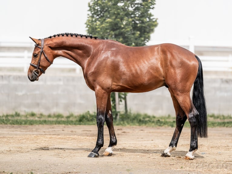 Holsteiner Wallach 5 Jahre 170 cm Rotbrauner in Zduchovice