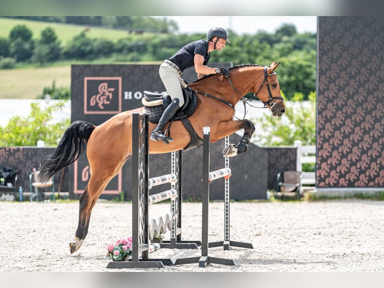 Holsteiner Wallach 5 Jahre 170 cm Rotbrauner in Zduchovice