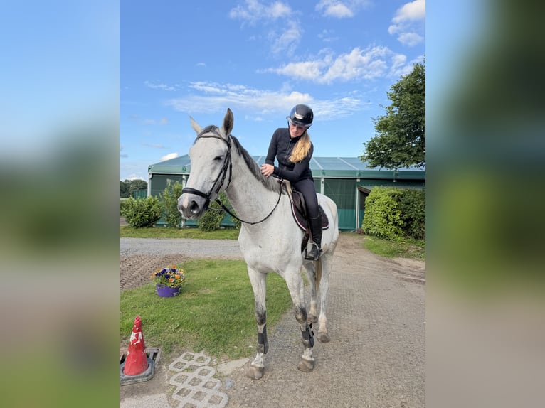 Holsteiner Wallach 5 Jahre 170 cm Schimmel in Rosengarten