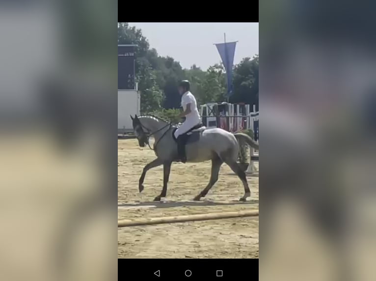 Holsteiner Wallach 5 Jahre 170 cm Schimmel in Nieheim
