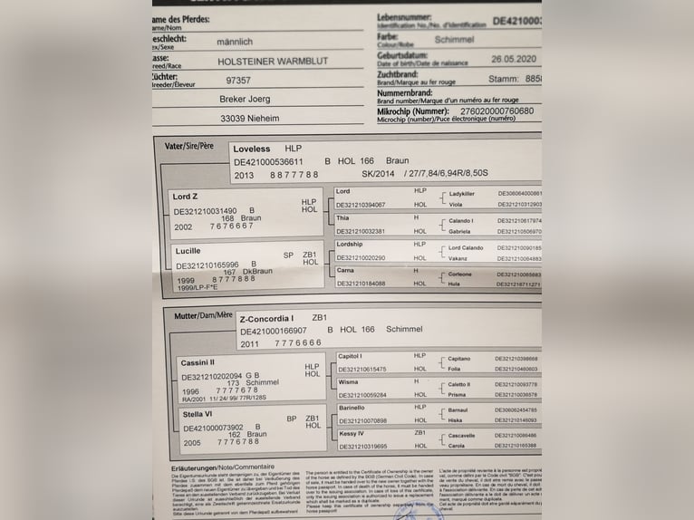 Holsteiner Wallach 5 Jahre 170 cm Schimmel in Nieheim