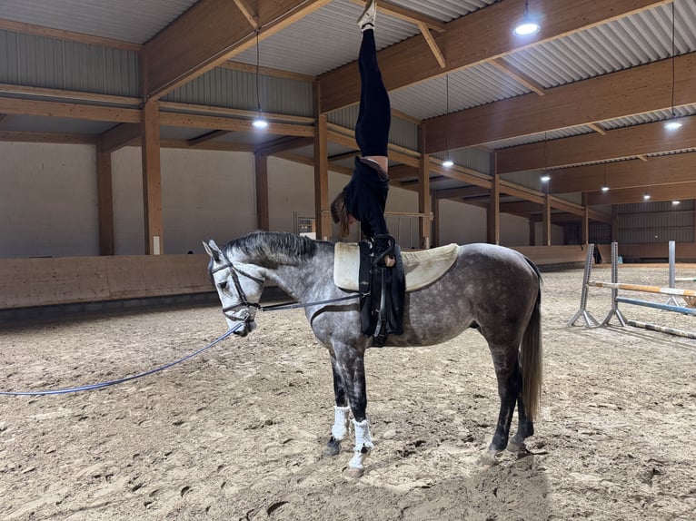 Holsteiner Wallach 5 Jahre 170 cm Schimmel in Ganschow