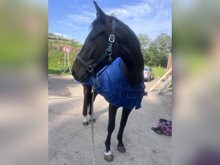 Holsteiner Wallach 5 Jahre 170 cm Schwarzbrauner in Kuden