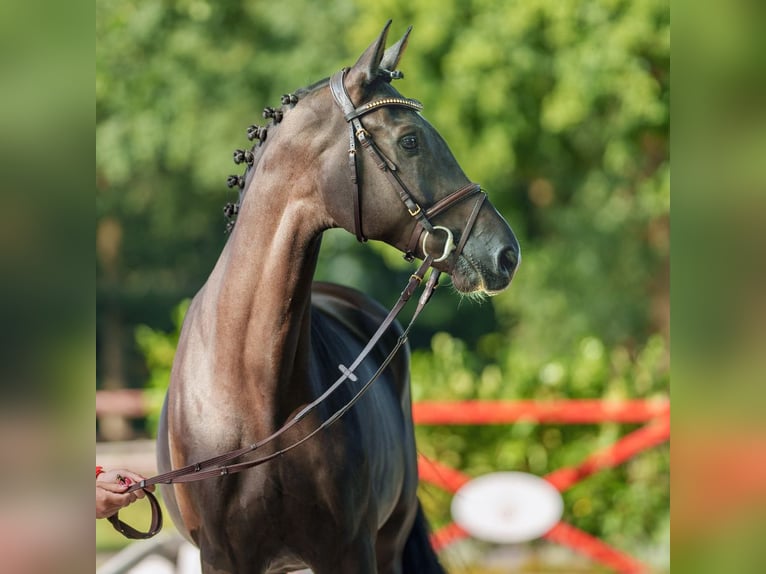 Holsteiner Wallach 5 Jahre 170 cm Schwarzbrauner in Münster