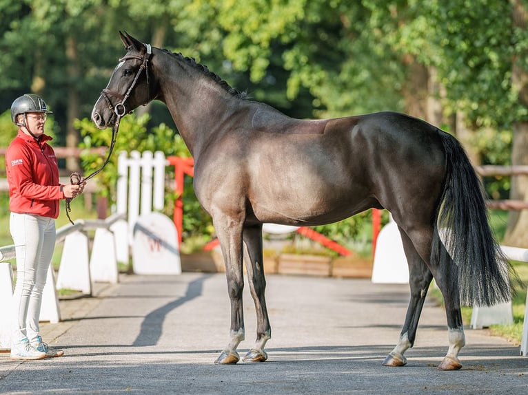 Holsteiner Wallach 5 Jahre 170 cm Schwarzbrauner in Münster