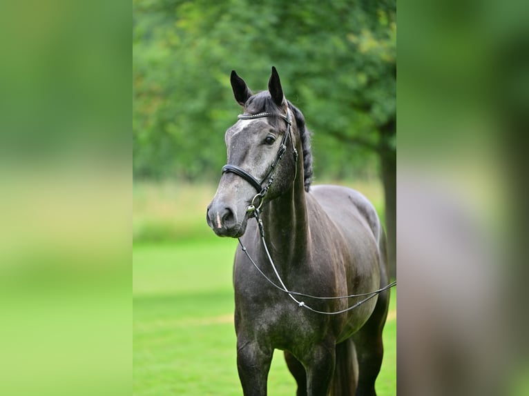 Holsteiner Wallach 5 Jahre 171 cm Schimmel in Zossen