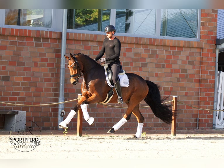 Holsteiner Wallach 5 Jahre 172 cm Brauner in Bad Zwischenahn