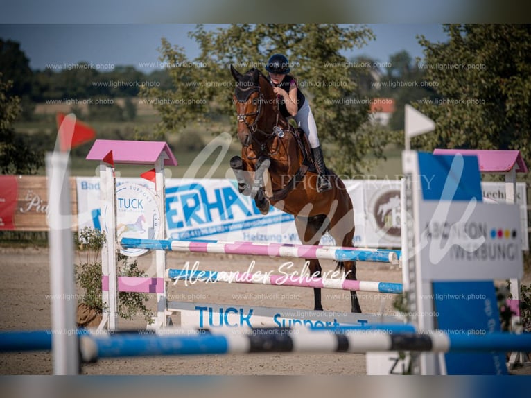 Holsteiner Wallach 5 Jahre 172 cm Brauner in Bramsche