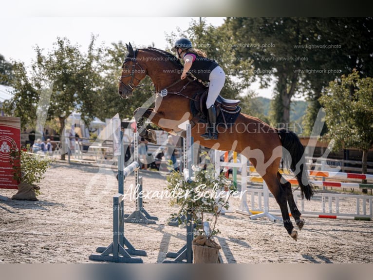 Holsteiner Wallach 5 Jahre 172 cm Brauner in Bramsche