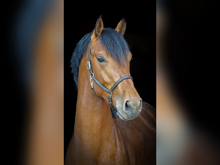 Holsteiner Wallach 5 Jahre 172 cm Brauner in Bramsche